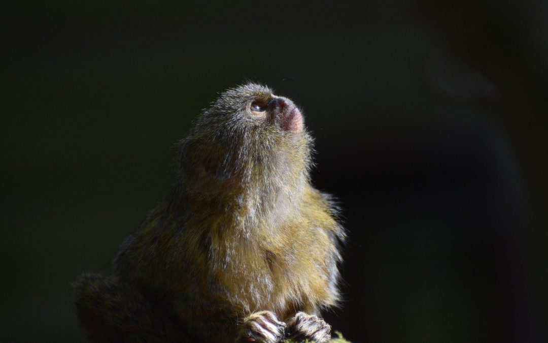 Des gènes humains pour augmenter la taille du cerveau des singes ?