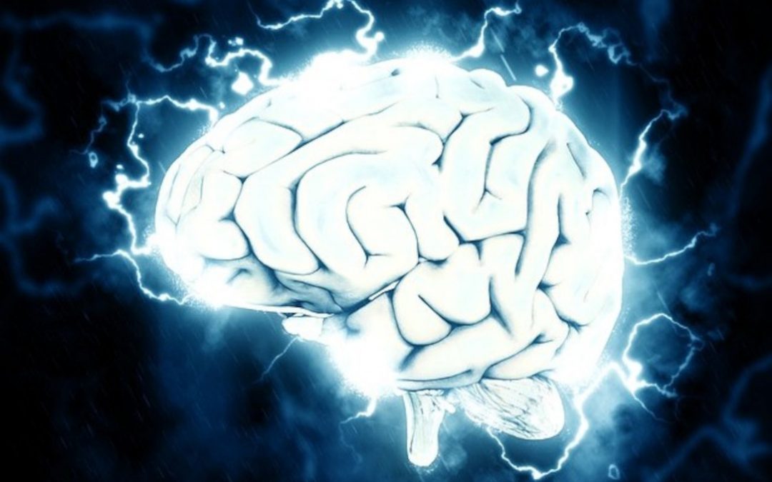 Un dispositif maintient un cerveau en vie en dehors du corps