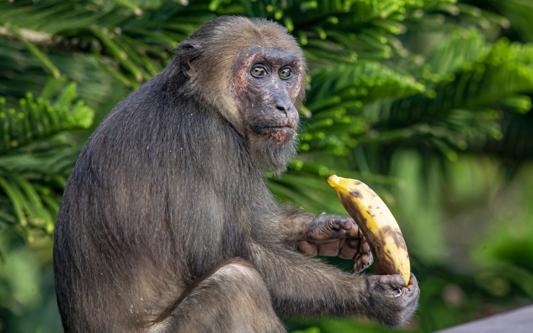 Débats éthiques autour d’embryons chimériques singe-homme