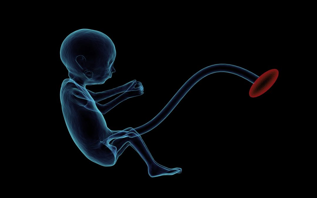 Des modèles de fœtus en 3D pour préparer les opérations in utero