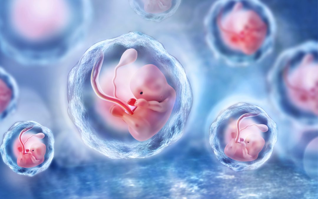 Des embryons humains créés à partir de cellules souches embryonnaires humaines