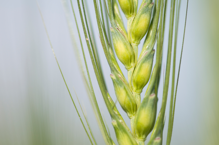 La Chine autorise un blé génétiquement édité