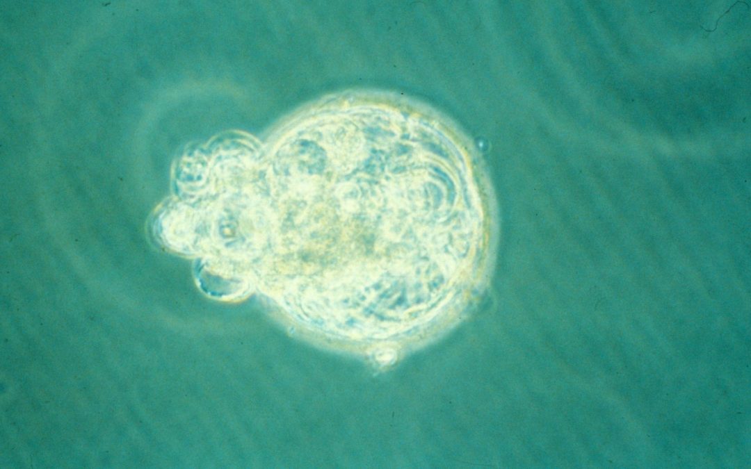 British scientists authorised the genetic handling of embryos