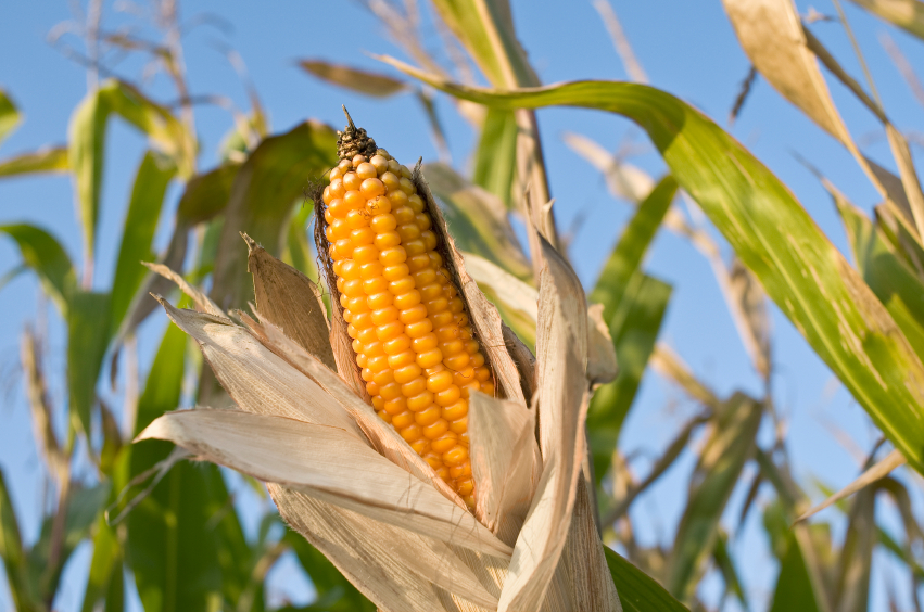 OGM : tour d’horizon