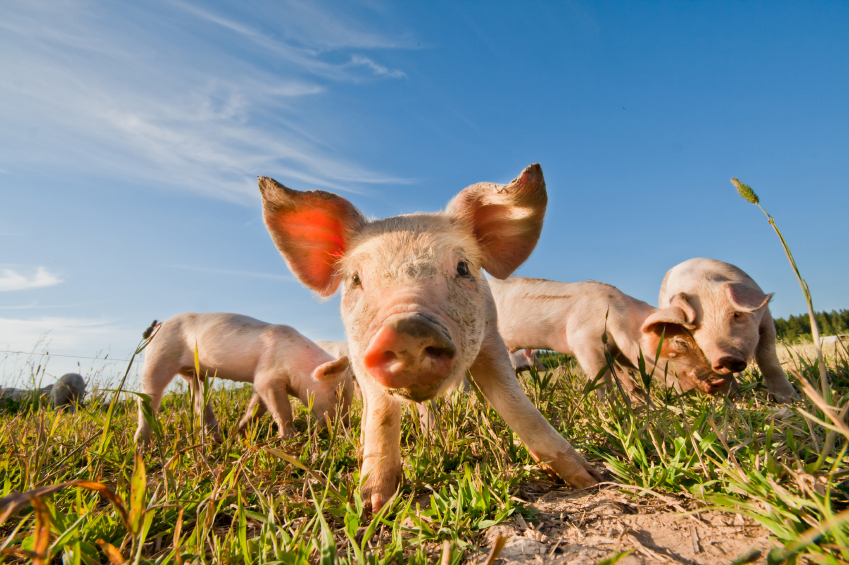 Stanford University : cultiver des organes humains…dans des porcs
