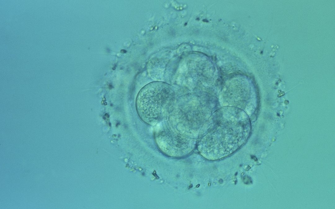 The researches using human embryos are not patentable