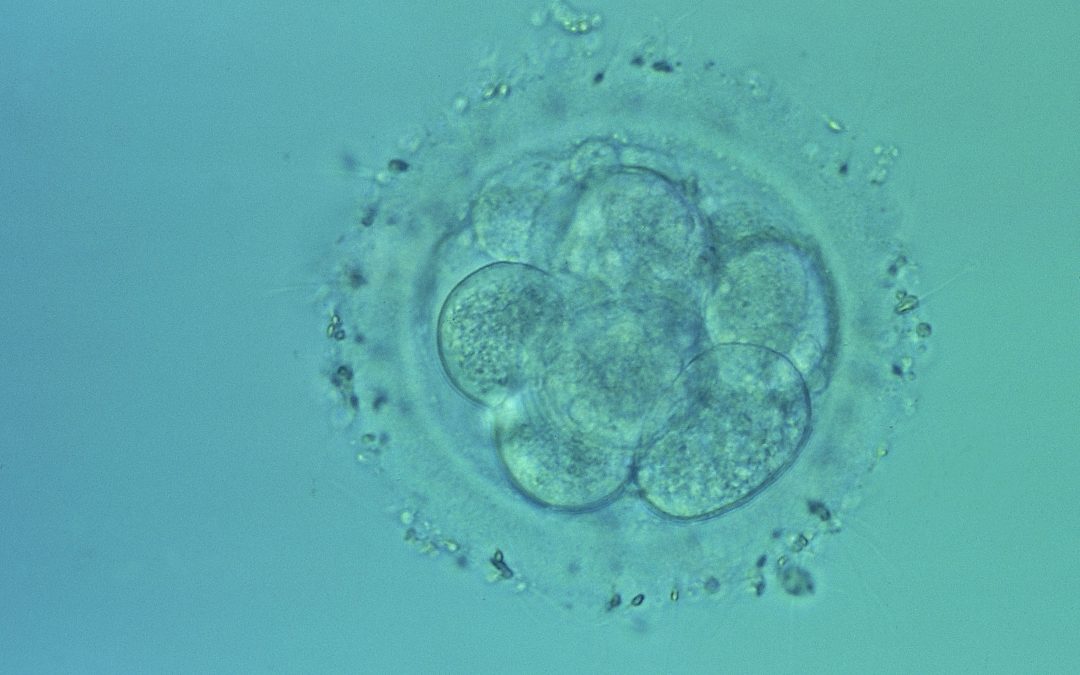Great quality female embryo offered for male embryo: when embryos are traded in classified ads