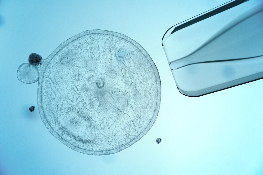 Technique de clonage : les cellules souches embryonnaires de souris pluripotentes