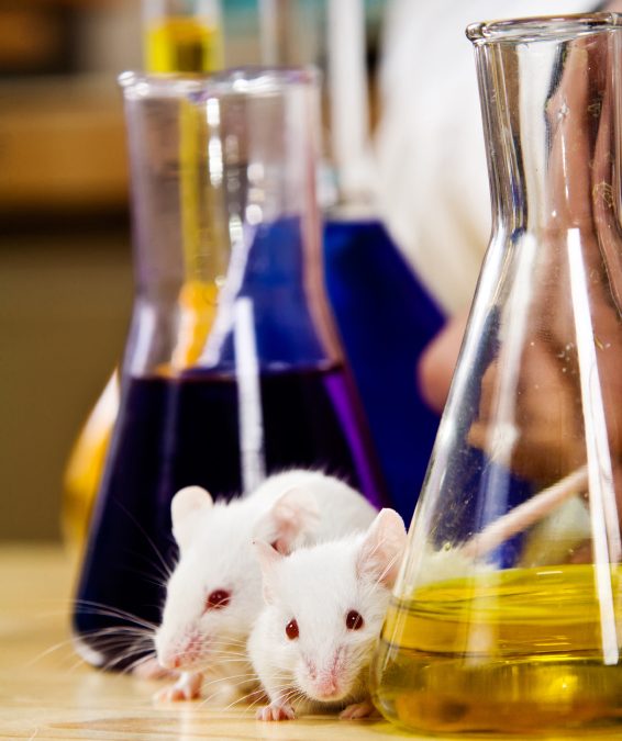 Les souris nourries aux OGM ont des problèmes de reproduction