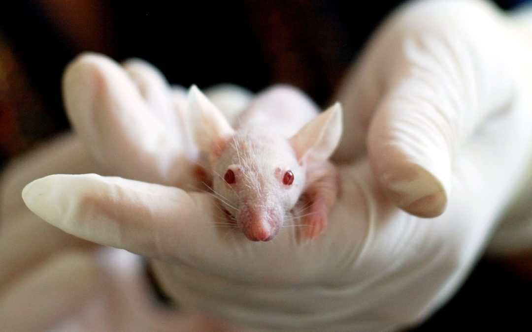 Edition du génome in utero : une étude chez la souris