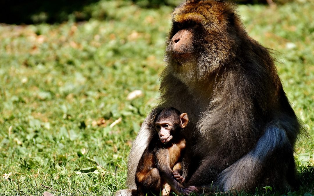 Restauration de la fertilité : naissance d’un singe des suites d’une greffe de tissu testiculaire