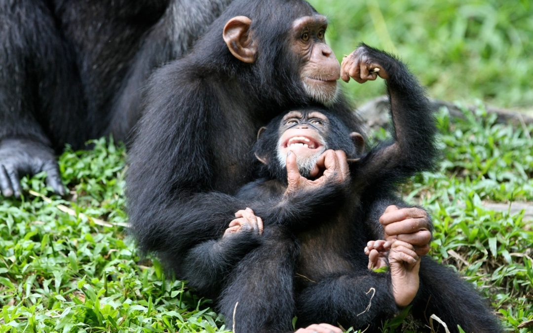 La nature tient en échec le clonage des primates