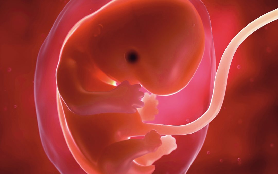 « L’embryon au IIème siècle »