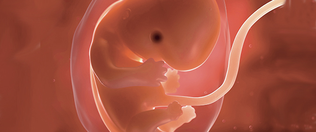 Le foetus, ”nouvelle source de traitement” contre l’infertilité ?