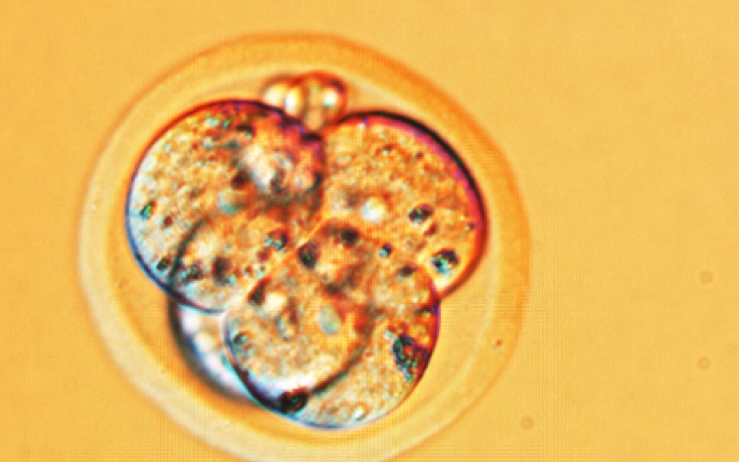 Embryon imprimé en 3D : quid du débat éthique ?