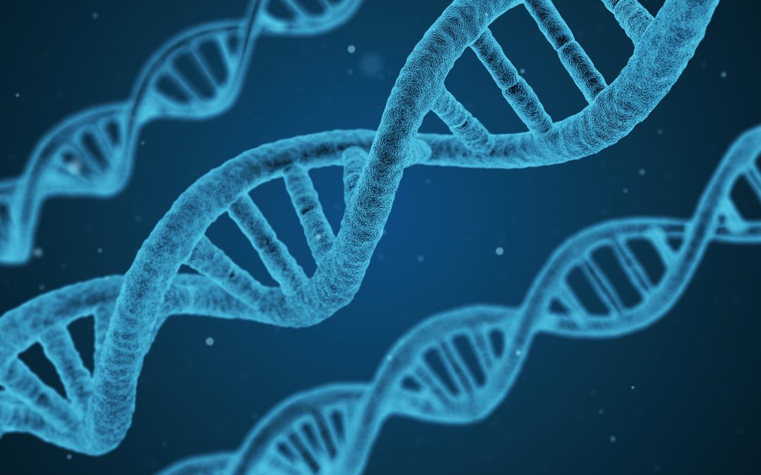 Une thérapie génique plus efficace que CRISPR ?