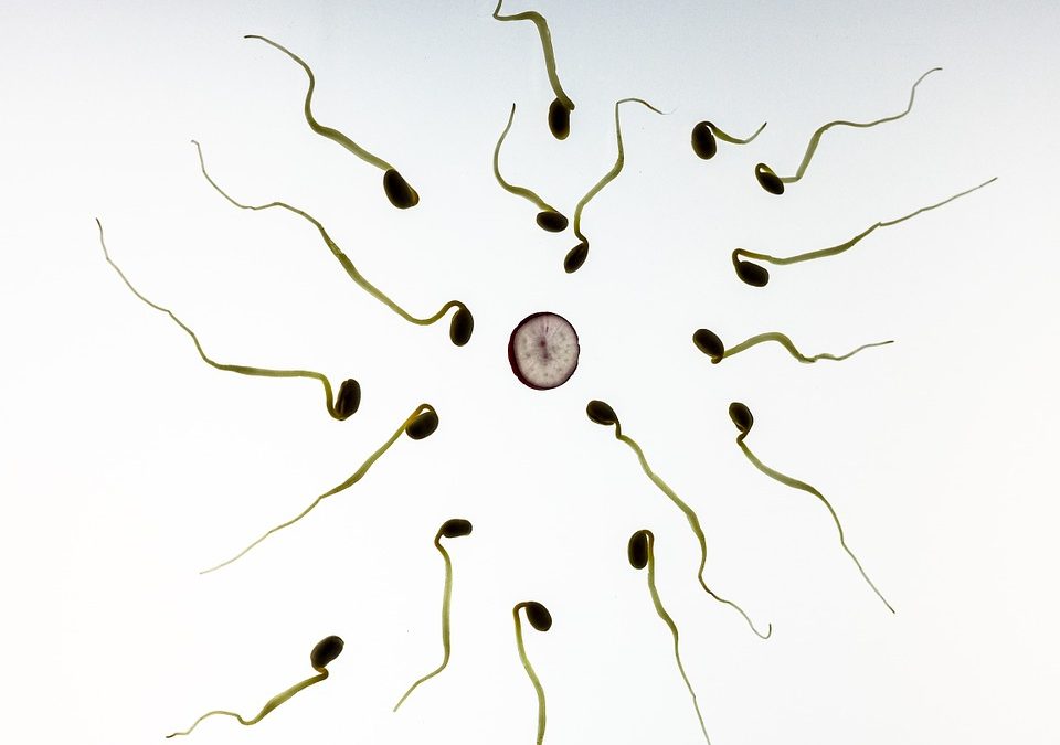 Over the last 40 years – a disturbing decrease in the quality of sperm in the western world