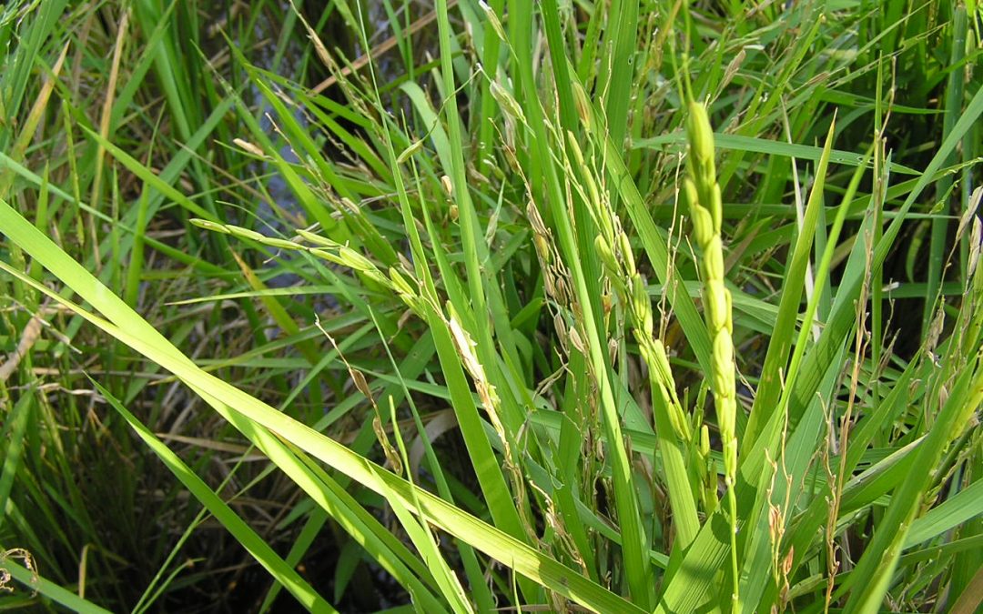 Contamination du riz américain par un riz OGM