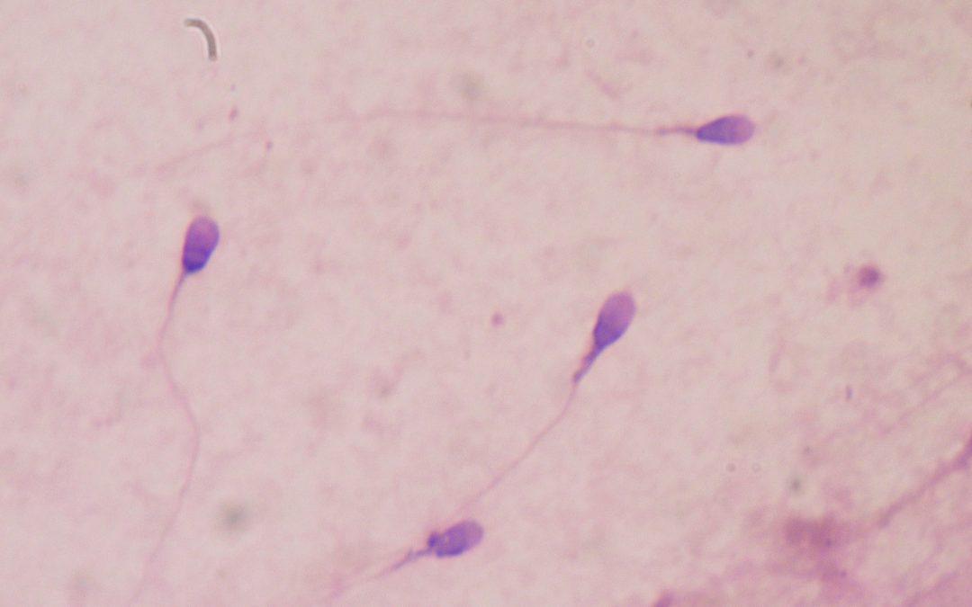 Human spermatozoa created in vitro: Awaiting reactions?