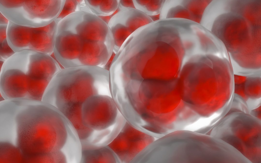 Avoir des cellules aneuploïdes : un état fréquent chez l’embryon en phase précoce