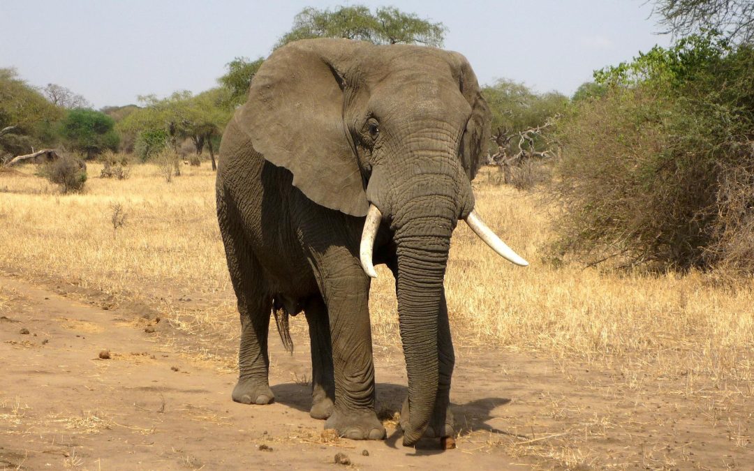 Etats-Unis : un éléphant n’est pas juridiquement une personne humaine