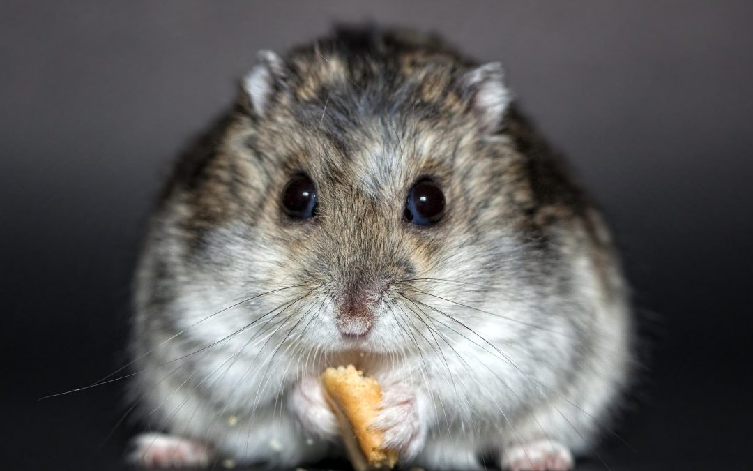 CRISPR : des hamsters rendus agressifs contre toute-attente