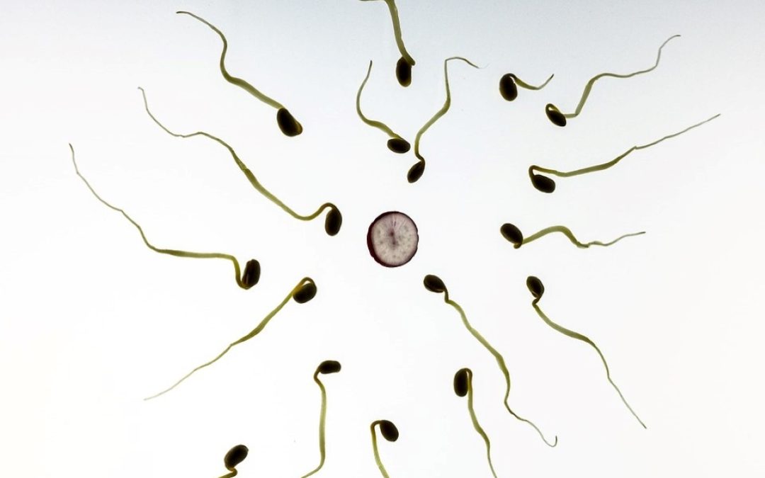 Infertilité : des spermatides créées à partir de cellules souches de souris