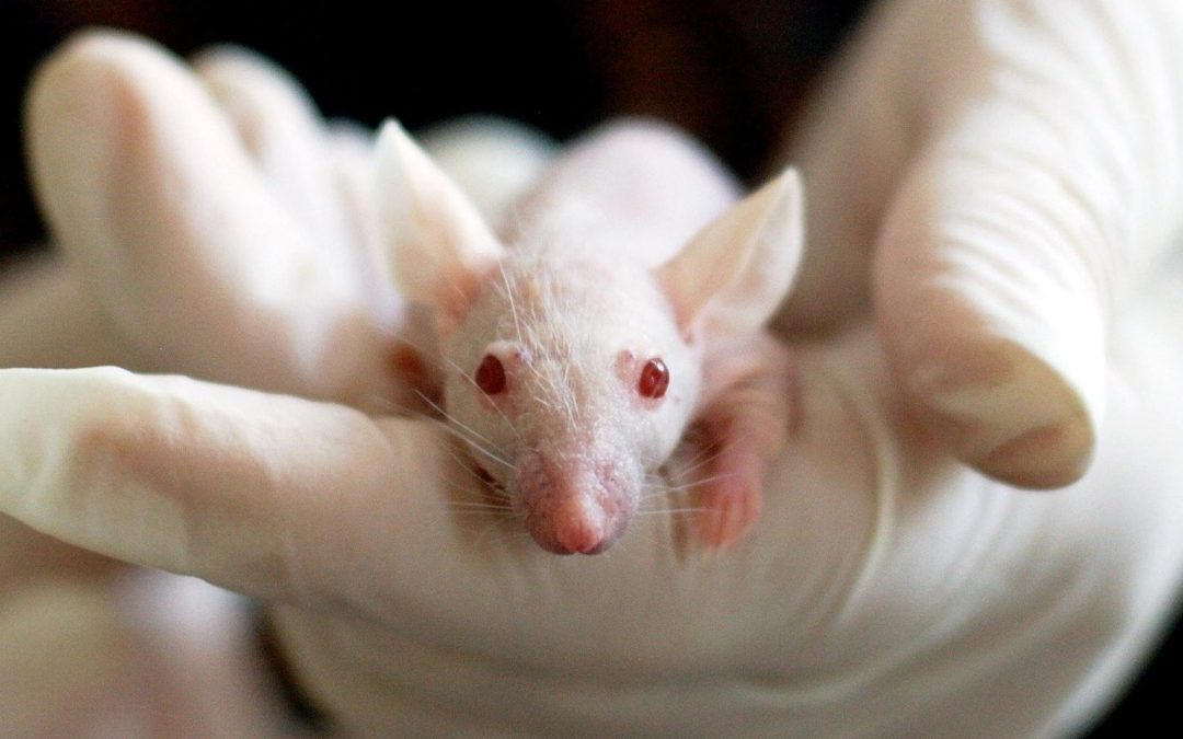 Japon : des souris clonées à partir de cellules lyophilisées