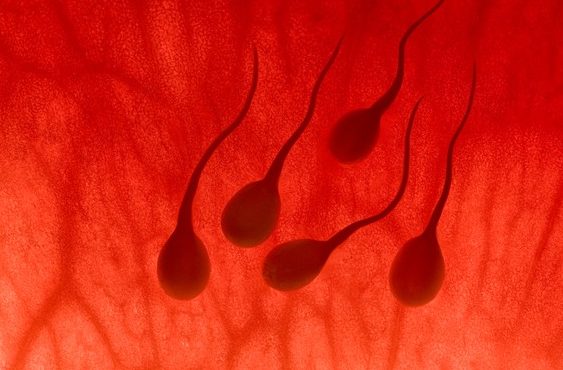Epigénétique : une nouvelle cause potentielle de l’infertilité masculine