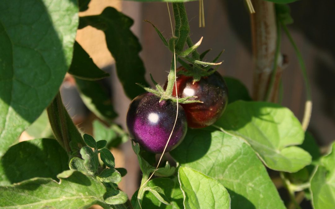 Etats-Unis : feu vert du ministère pour des tomates éditées génétiquement