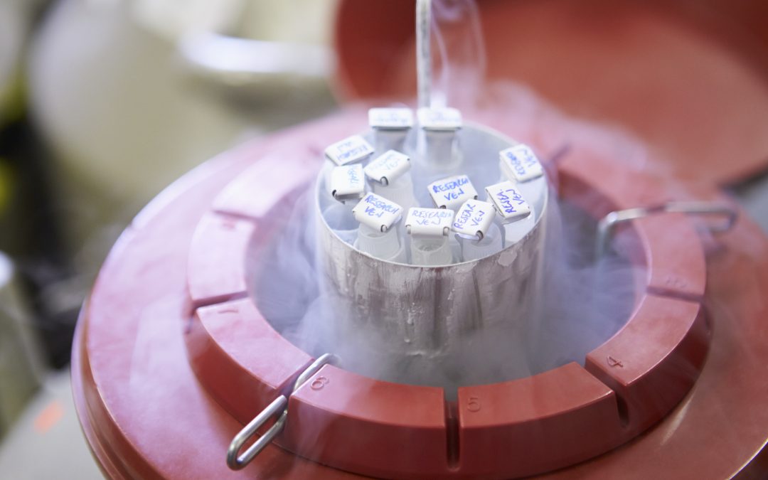 Cryoconservation : des ovocytes et des embryons endommagés au Royaume-Uni