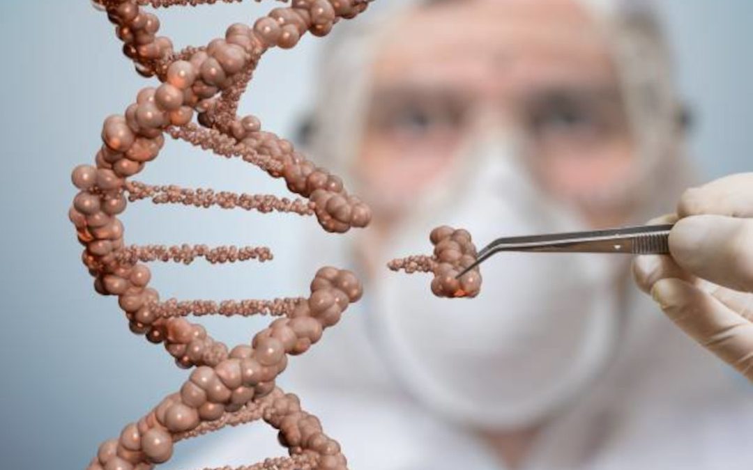 CRISPR : des porcs génétiquement modifiés bientôt sur le marché ?