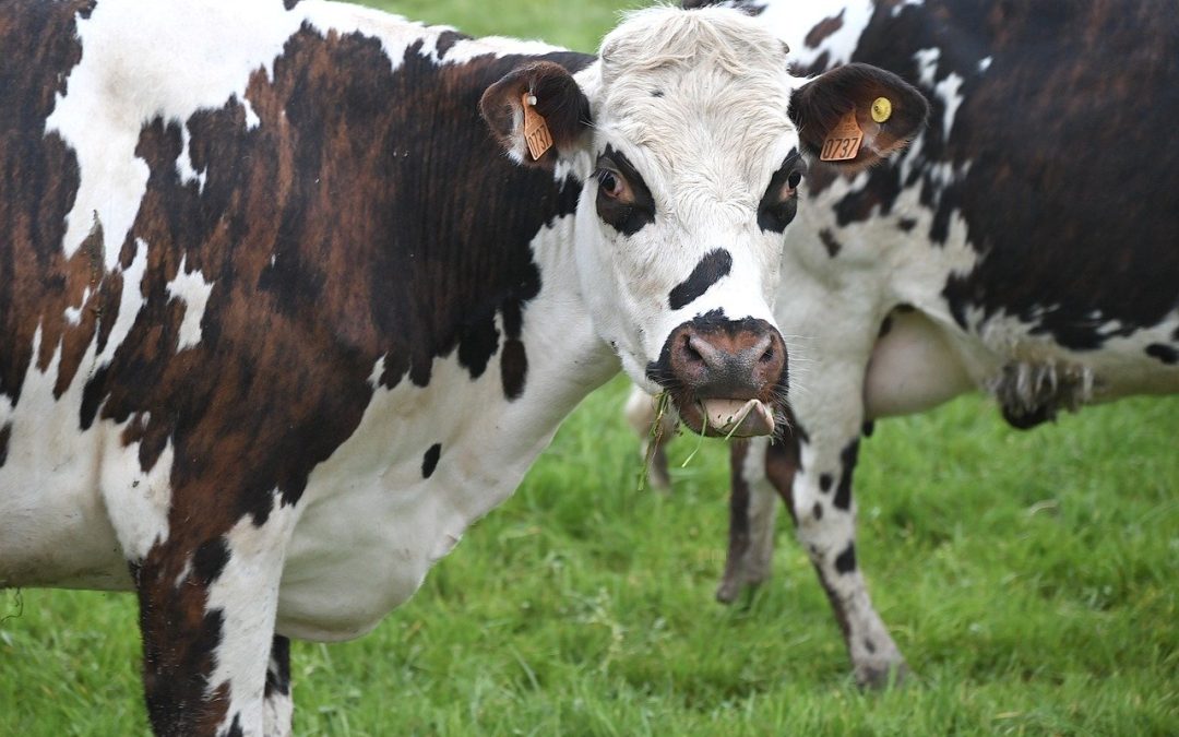 Bientôt du lait artificiel produit sans vaches ?