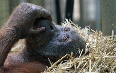 Espagne : protéger les grands singes en raison de « leur proximité génétique avec notre espèce » ?