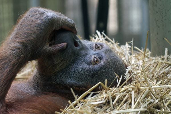 Espagne : protéger les grands singes en raison de « leur proximité génétique avec notre espèce » ?