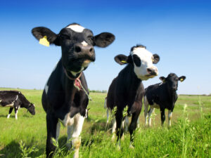 La Chine construit le plus grand centre de clonage commercial d’animaux