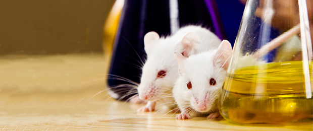 « Reproduire des souris sans recourir à des ovocytes » ?