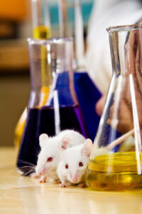 Les souris nourries aux OGM ont des problèmes de reproduction