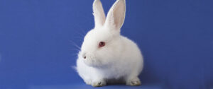 Naissance de 4 lapins par clonage