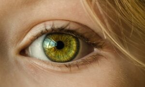 Cellules souches embryonnaires humaines et DMLA : l'essai israëlien se poursuit