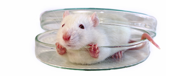 FIV : Vers une nouvelle technique de dépistage préimplantatoire ?