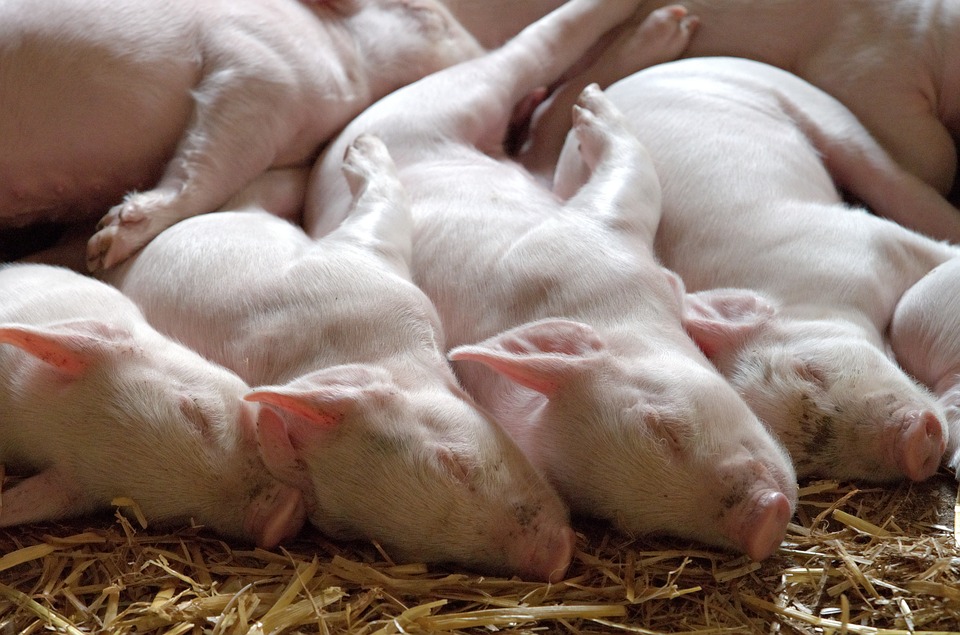 Des cœurs de porcs implantés chez des nourrissons : bientôt une réalité ?