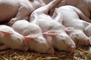La Chine annonce la naissance de chimères porc-singes