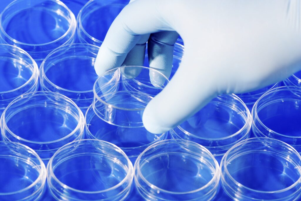 Un muscle cardiaque humain adulte issu de cellules souches pluripotentes induites