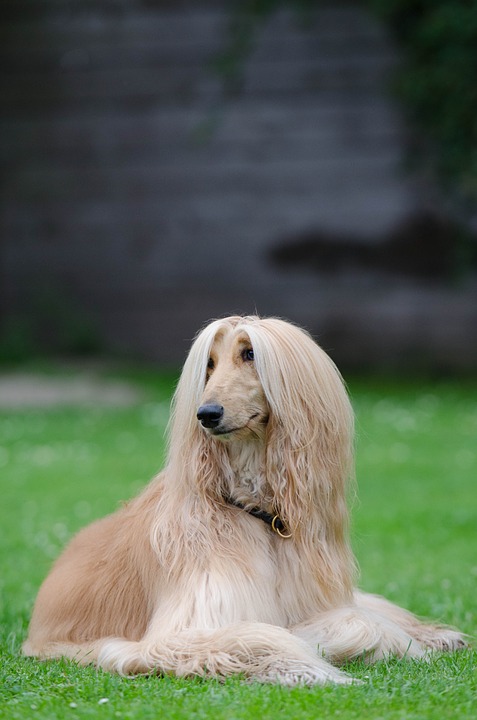 Les clones et "reclones" de chiens sont-ils en bonne santé ?