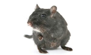 Maladie d’Alzheimer : une étude prometteuse chez la souris