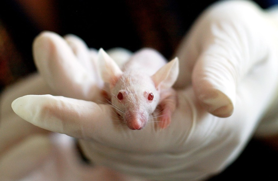 Naissance d'une souris '' gynogénique ''