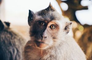 Xénogreffe : un singe survit pendant plus de deux ans avec un rein de porc