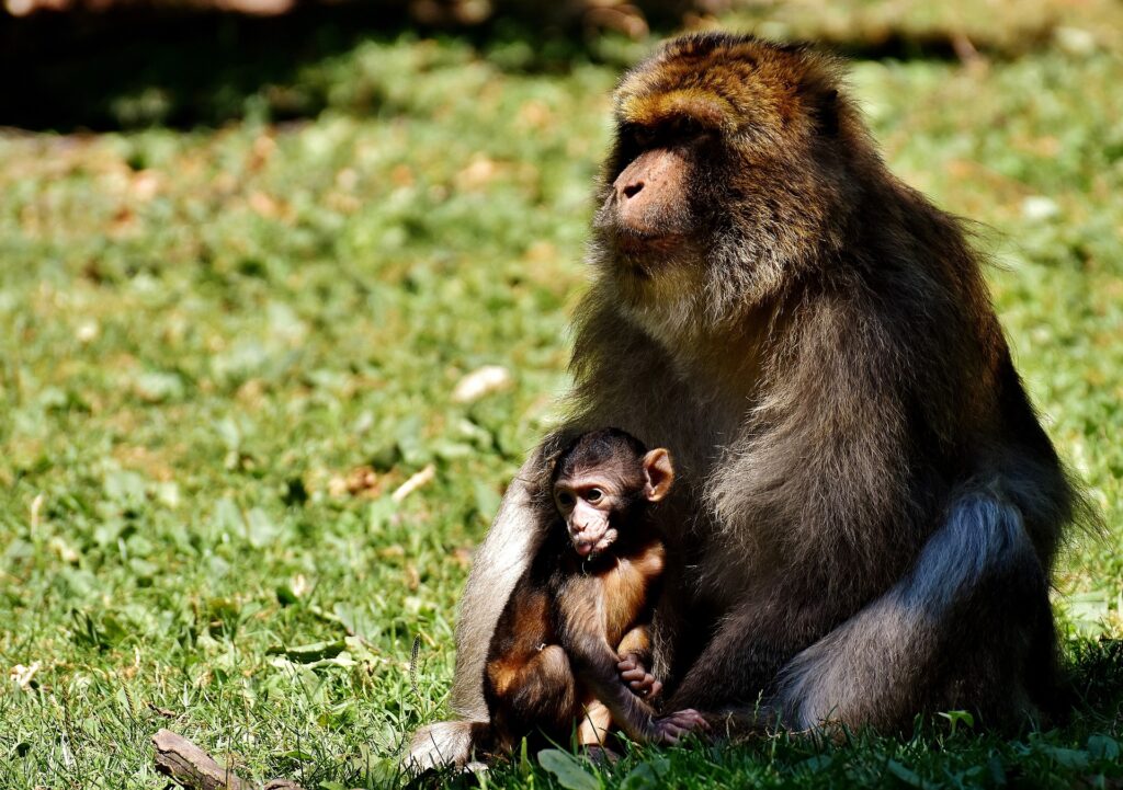 Restauration de la fertilité : naissance d’un singe des suites d’une greffe de tissu testiculaire