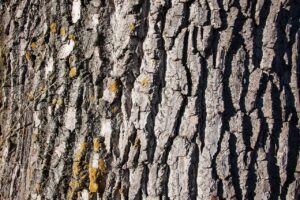 CRISPR : vers des arbres plus « verts » ?